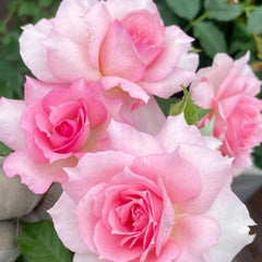 Doniazade Rose Plant - Striking Blooms for a Lush Garden