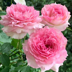 Doniazade Rose Plant - Striking Blooms for a Lush Garden