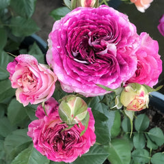 Dory Rose Plant