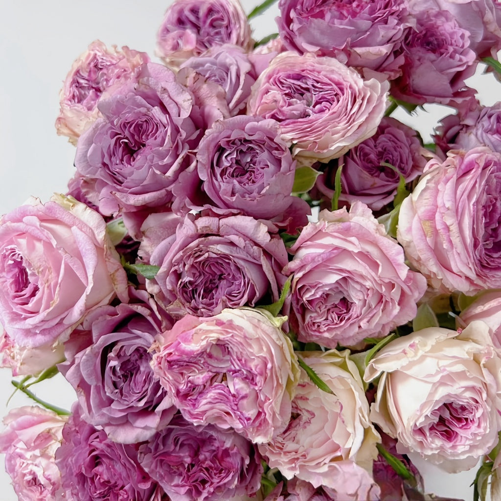Dobby's Roses Dory Rose Plant|多莉 – Rose_Explosion