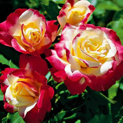 Double Delight Rose Plant - Gorgeous Blooms for Your Garden Oasis