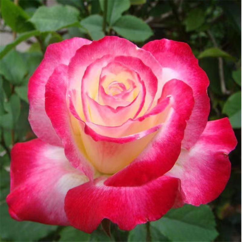 Double Delight Rose Plant - Gorgeous Blooms for Your Garden Oasis