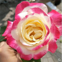 Double Delight Rose Plant - Gorgeous Blooms for Your Garden Oasis