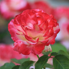 Double Delight Rose Plant - Gorgeous Blooms for Your Garden Oasis