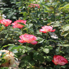 Double Delight Rose Plant - Gorgeous Blooms for Your Garden Oasis