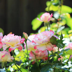 Double Delight Rose Plant - Gorgeous Blooms for Your Garden Oasis