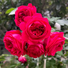 Dragon Tale Rose