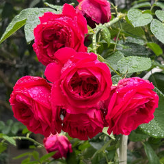 Dragon Tale Rose