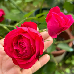 Dragon Tale Rose