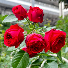 Dragon Tale Rose