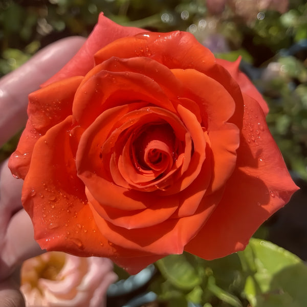 Dragon Tale Rose
