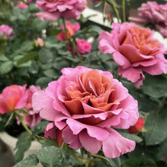 Drape Rose Plant