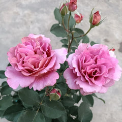 Drape Rose Plant