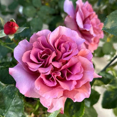 Drape Rose Plant