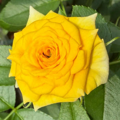 Dream Barbie Bubble Rose