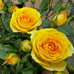 Dream Barbie Bubble Rose