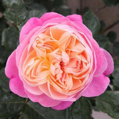 Dream Light Rose Plant - Stunning Blooms for Your Garden Retreat