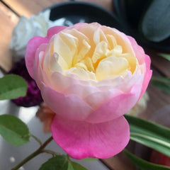 Dream Light Rose Plant - Stunning Blooms for Your Garden Retreat