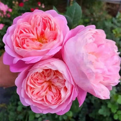 Dream Light Rose Plant - Stunning Blooms for Your Garden Retreat