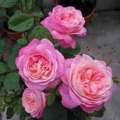 Dream Light Rose Plant - Stunning Blooms for Your Garden Retreat