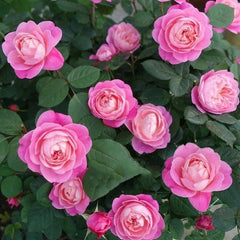 Dream Light Rose Plant - Stunning Blooms for Your Garden Retreat