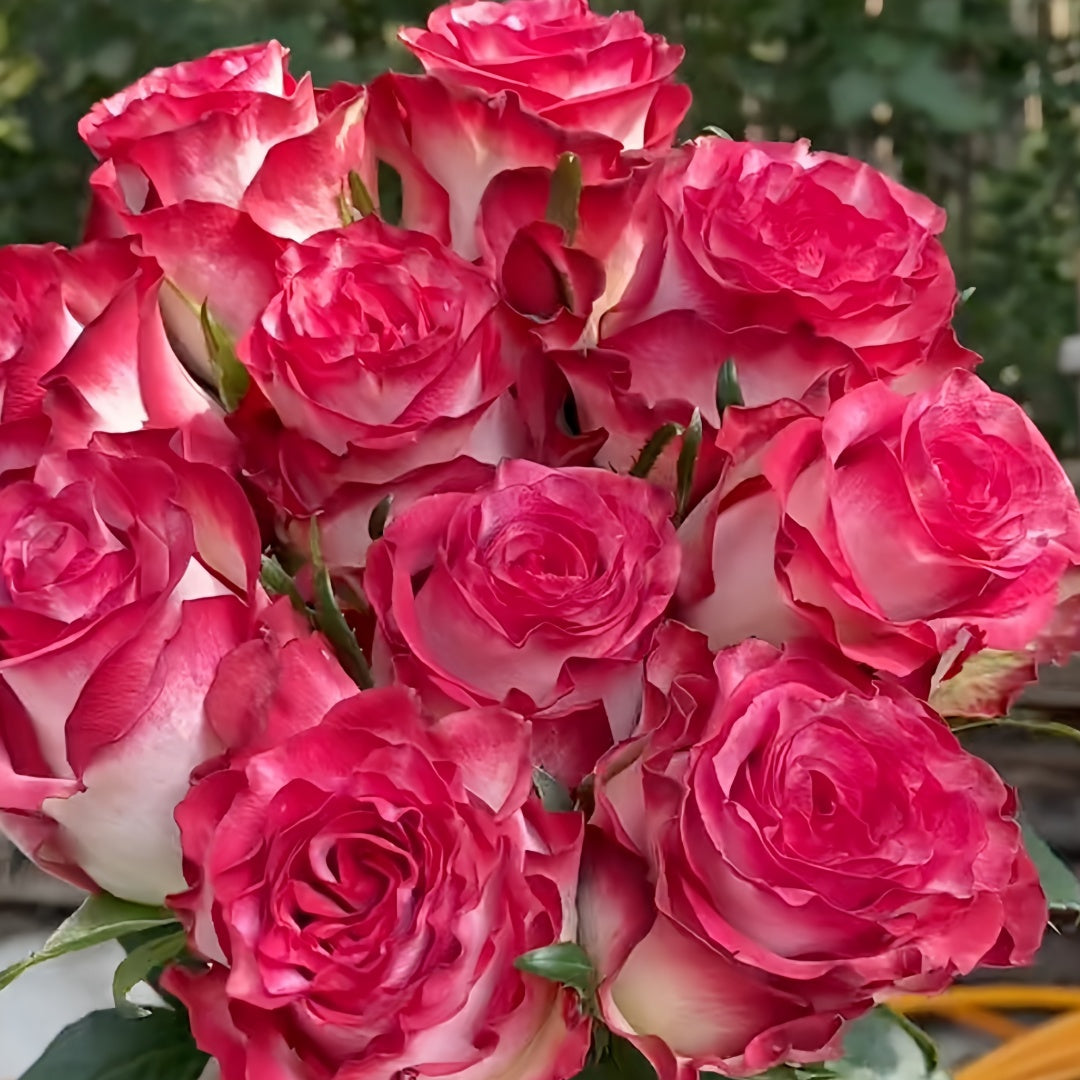 Subatti Roses Ducati Rose Plant|杜卡迪 – Rose_Explosion