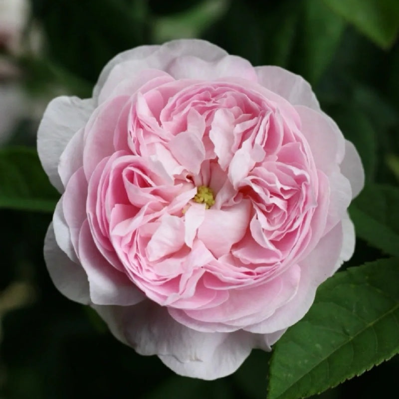 Duchesse de Montebello Rose Plant