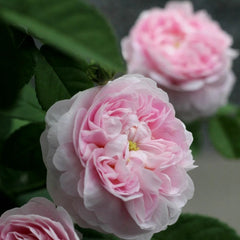 Duchesse de Montebello Rose Plant