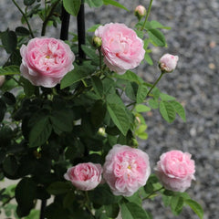 Duchesse de Montebello Rose Plant