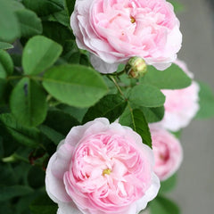 Duchesse de Montebello Rose Plant