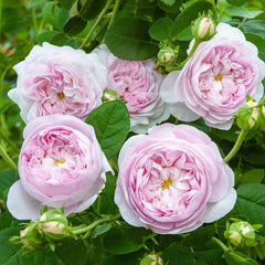 Duchesse de Montebello Rose Plant