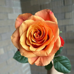ESPANA Rose Plant|西班牙热情