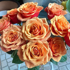 ESPANA Rose Plant|西班牙热情