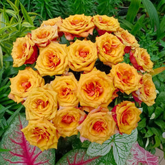 ESPANA Rose Plant|西班牙热情