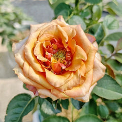 ESPANA Rose Plant|西班牙热情