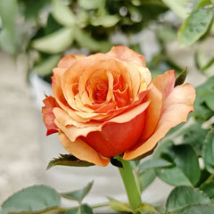 ESPANA Rose Plant|西班牙热情
