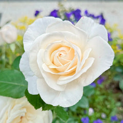 Easy Spirit Rose Plant|逸思步
