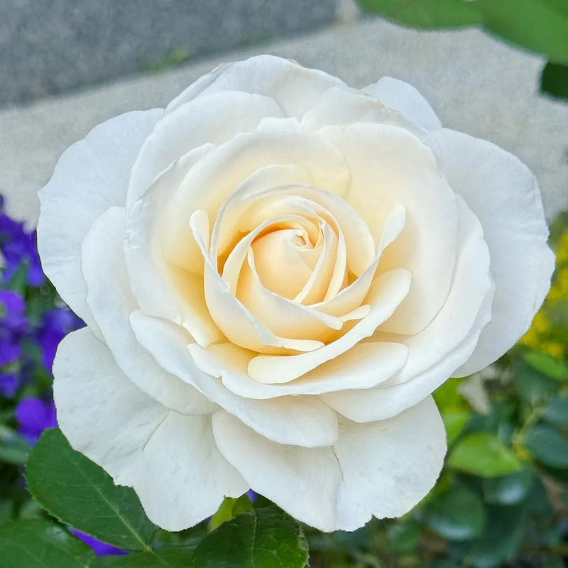 Easy Spirit Rose Plant|逸思步