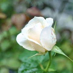Easy Spirit Rose Plant|逸思步