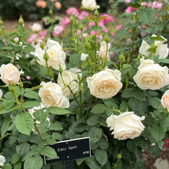 Easy Spirit Rose Plant|逸思步
