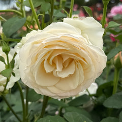 Easy Spirit Rose Plant|逸思步