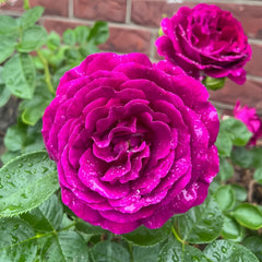 Close-up of a vibrant purple rose with water droplets on petals, set against a brick wall.