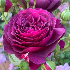 Ebb Tide Rose