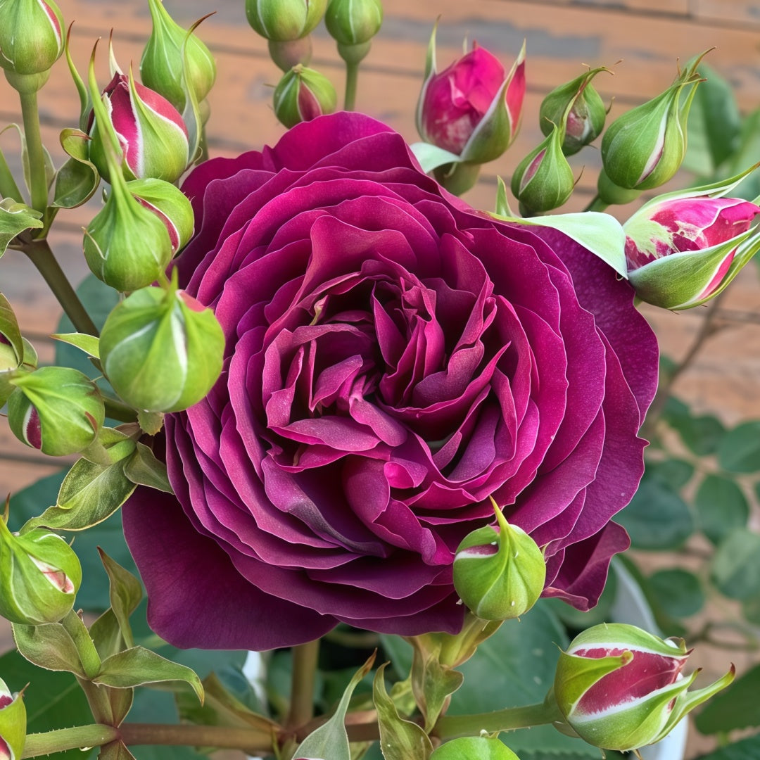 5 Semi Di Rosa Ebb Tide – Rosa Porpora Scuro, Profumata, Per Giardino