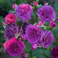 Ebb Tide Rose