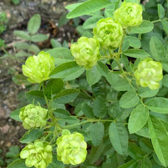 Unique EcIAlre Rose Plant for an Elegant Rose Garden