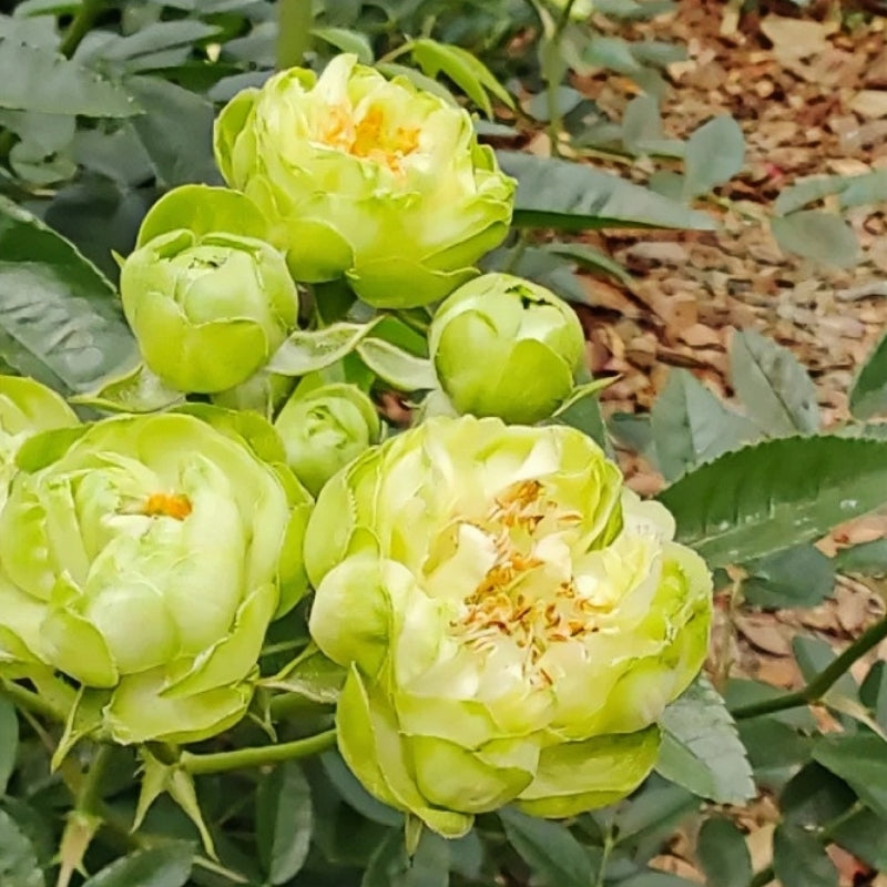 Unique EcIAlre Rose Plant for an Elegant Rose Garden