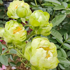 Unique EcIAlre Rose Plant for an Elegant Rose Garden