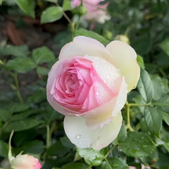 Eden Rose climbing rose with blush-pink petals and creamy centers blooming on garden trellis