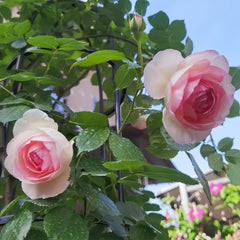 Close-up of Eden Rose bloom with layered petals in soft cream to blush pink tones